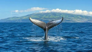 açores oceans