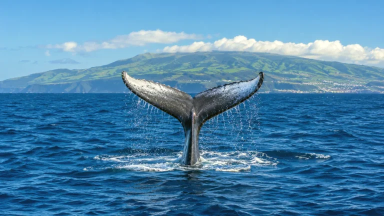 açores oceans