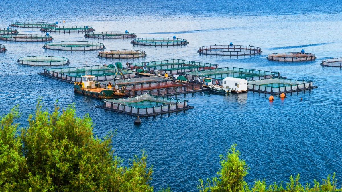 aquaculture