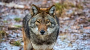 loup iberique