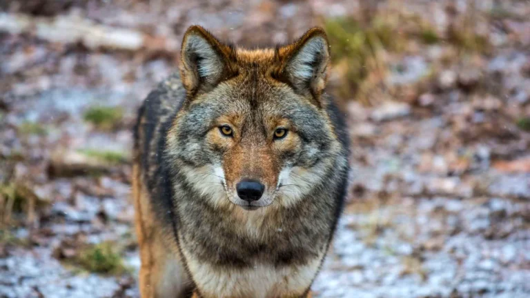 loup iberique