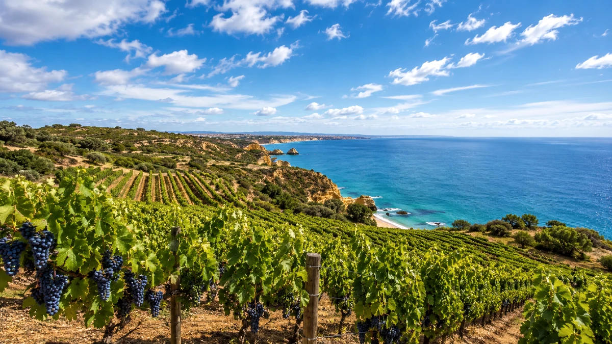 vignoble algarve