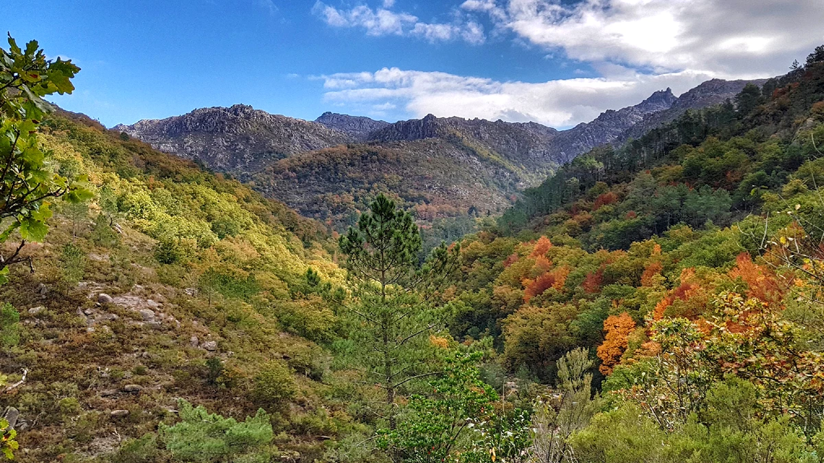 Mata da Albergaria