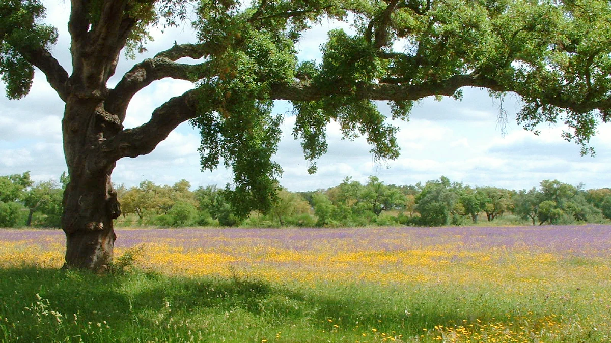 Serra de Grândola