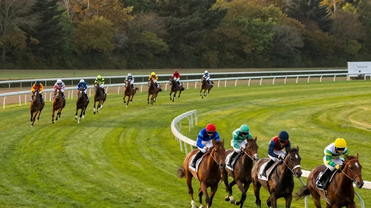 course turf