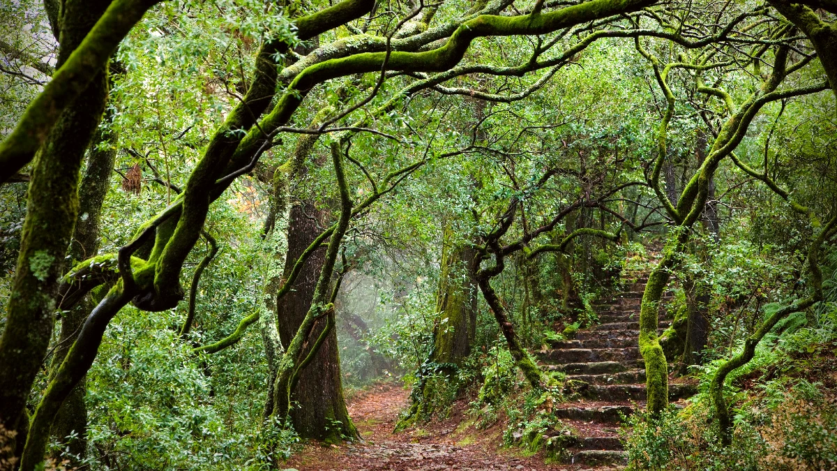 foret de bussaco