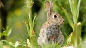 lapin iberique