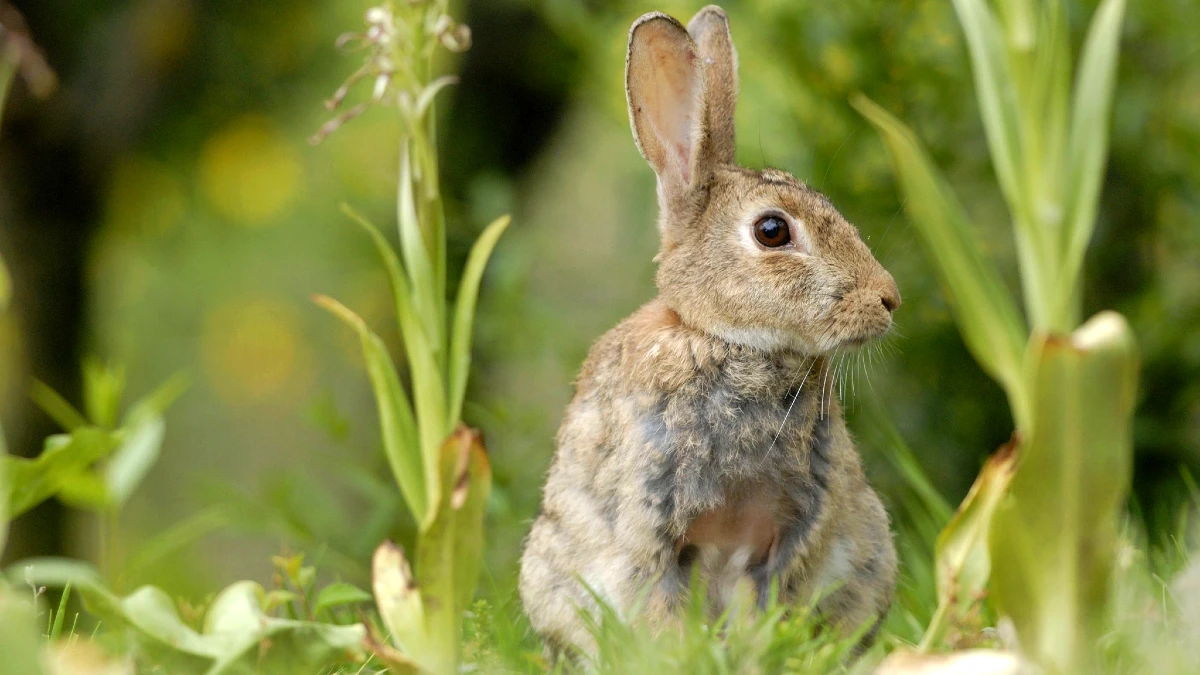 lapin iberique
