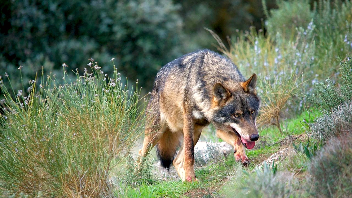loup portugais
