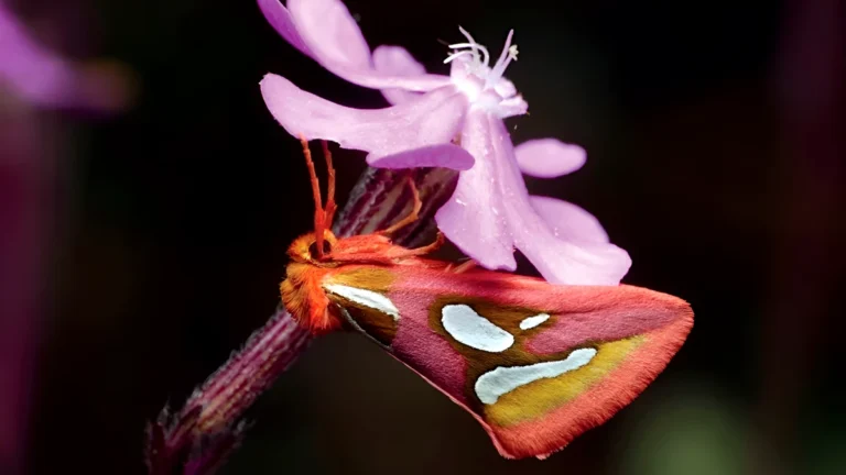 papillon de nuit loulé