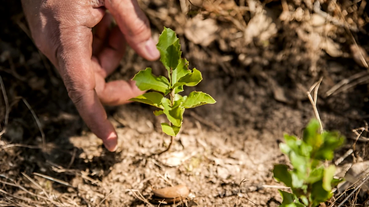 plantation chene liege
