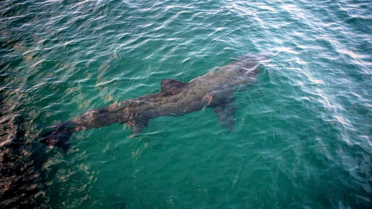 requin au portugal