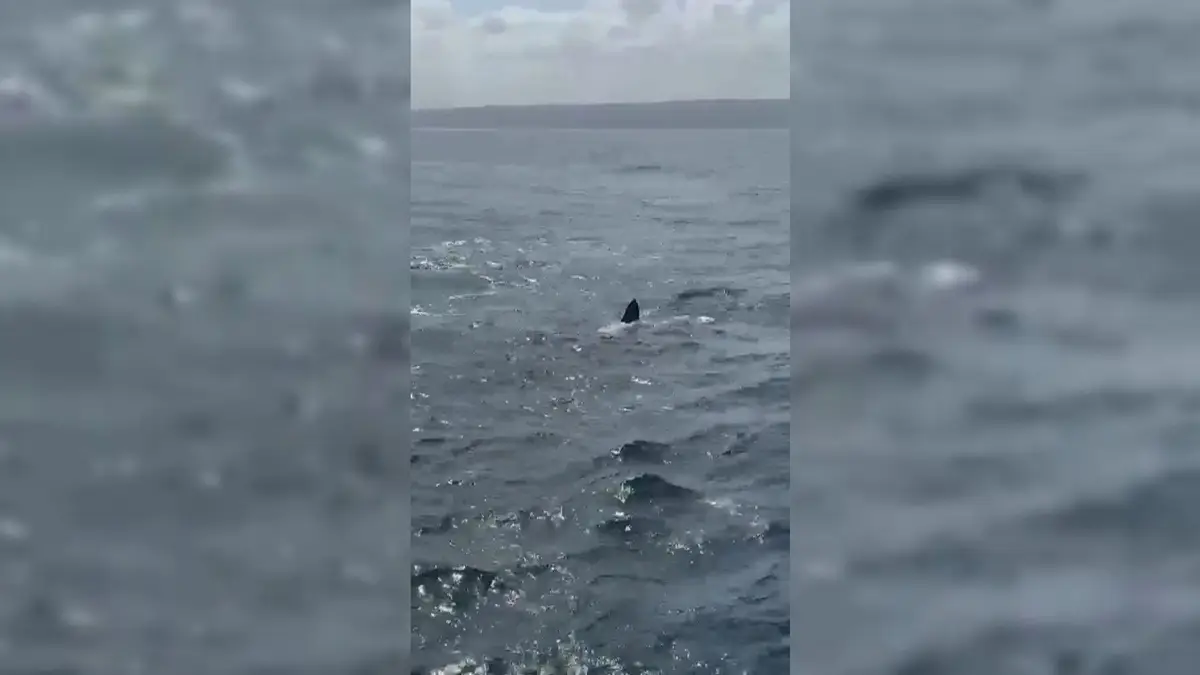 requin nazare