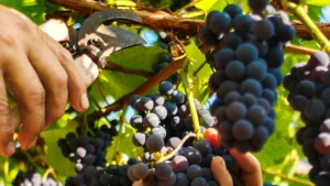 vin portugal