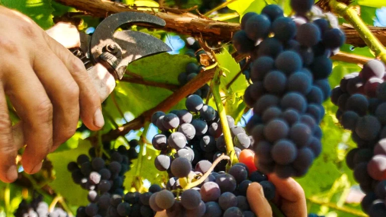 vin portugal