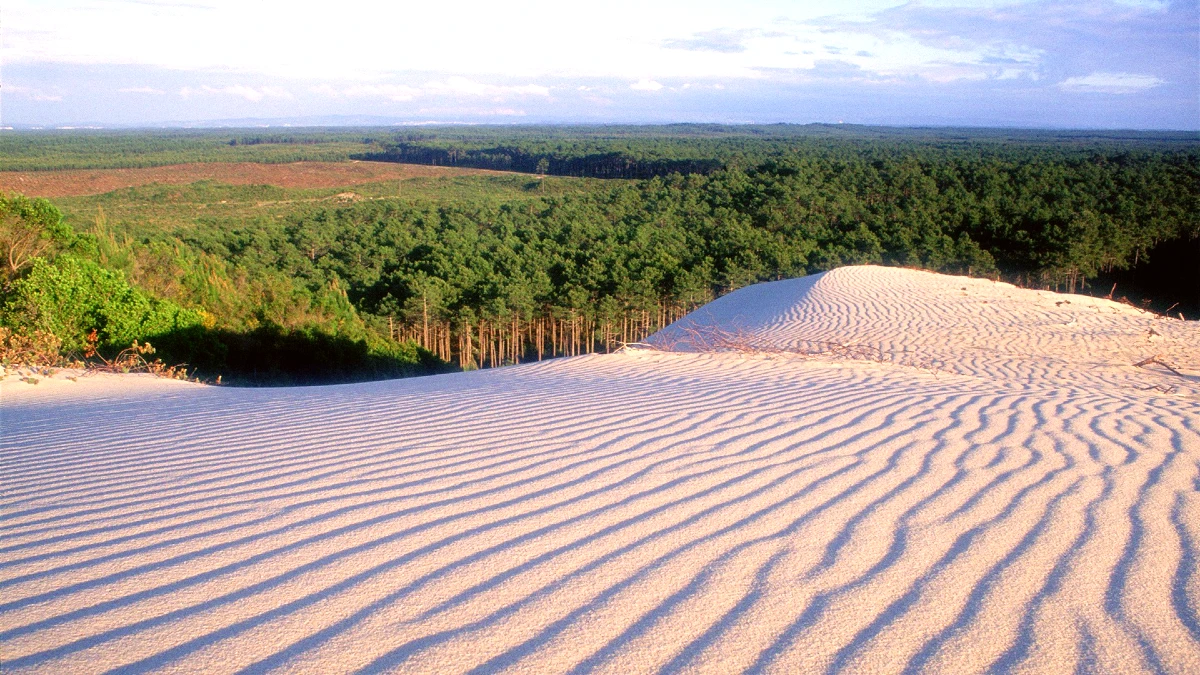 Pinhal de Leiria São Pedro de Moel