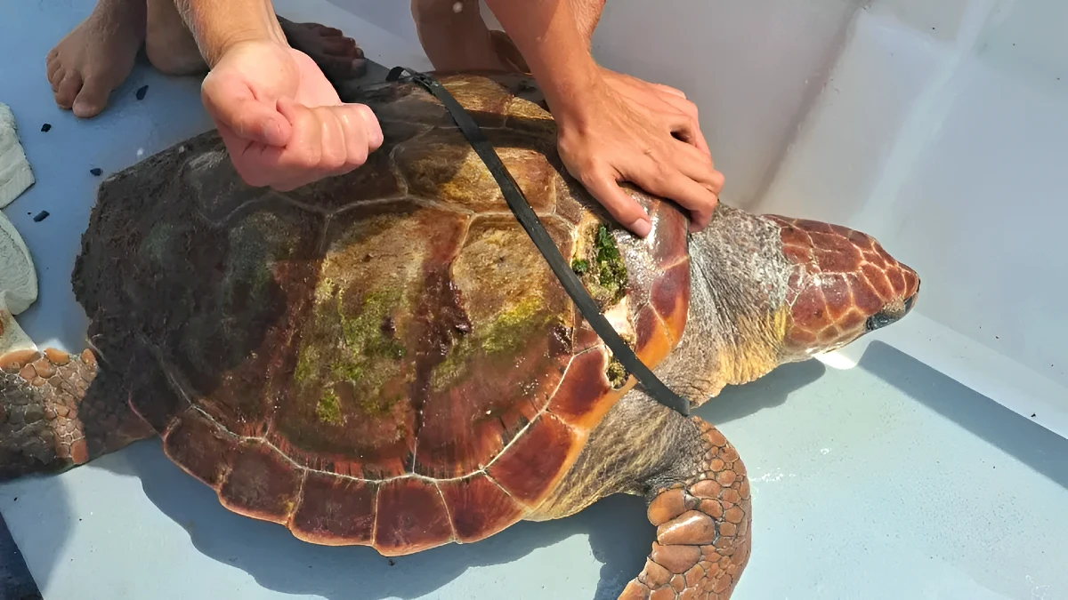 tortue acores