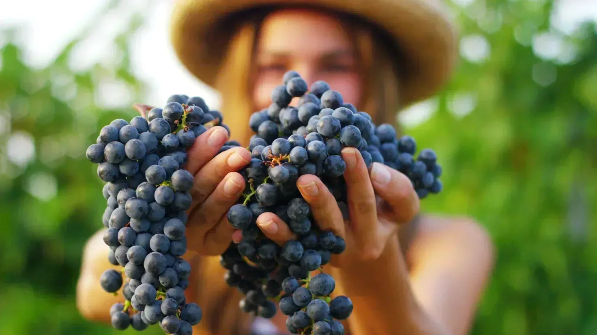 vendanges portugal