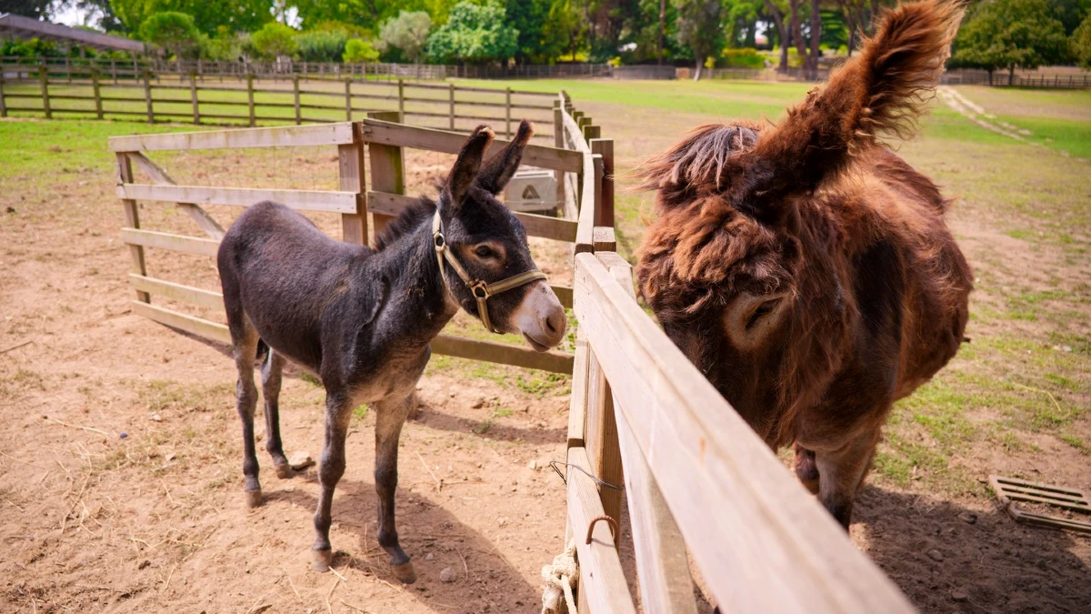 burro urtigao