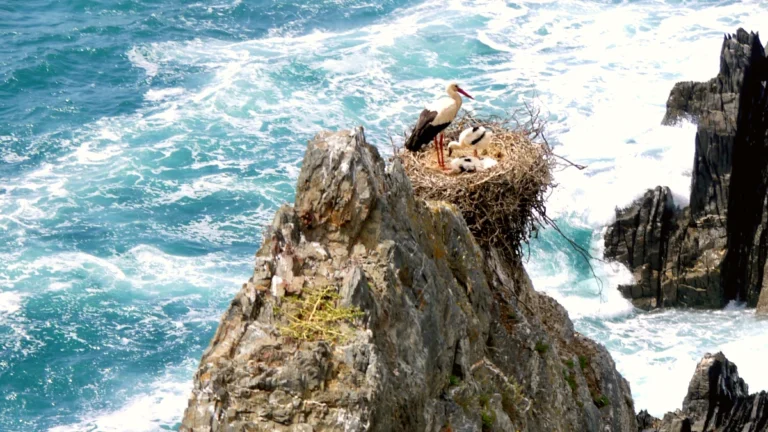 cabo sardao cigogne