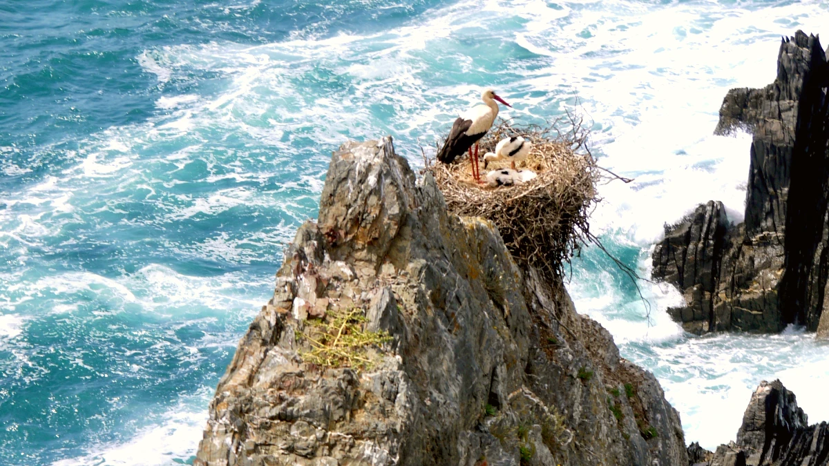 cabo sardao cigogne