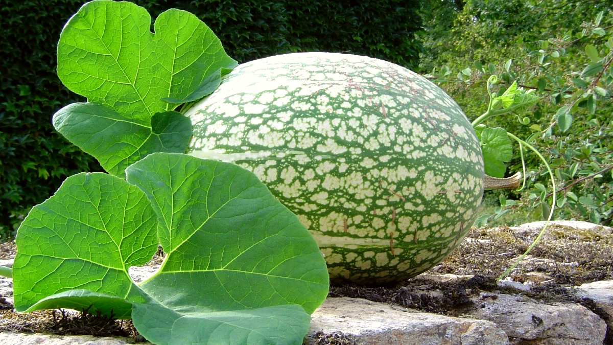 courge de siam gila