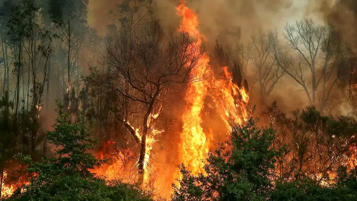 incendie portugal
