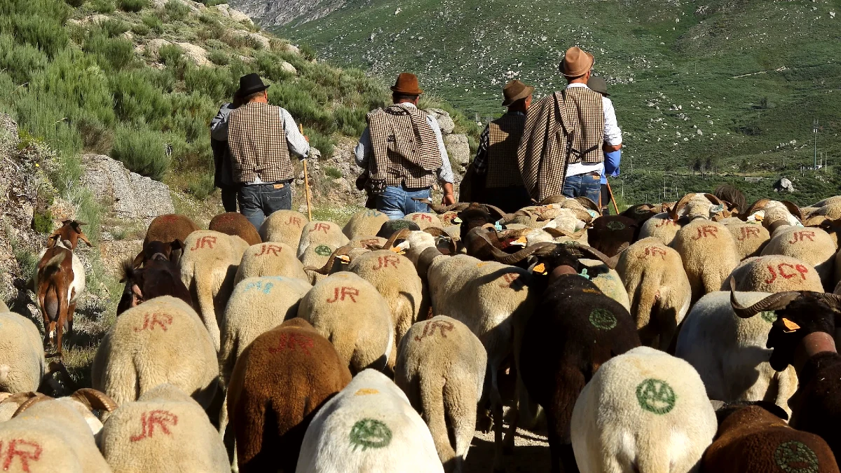 paturage serra da estrela