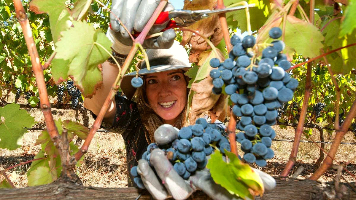 tourisme vendanges