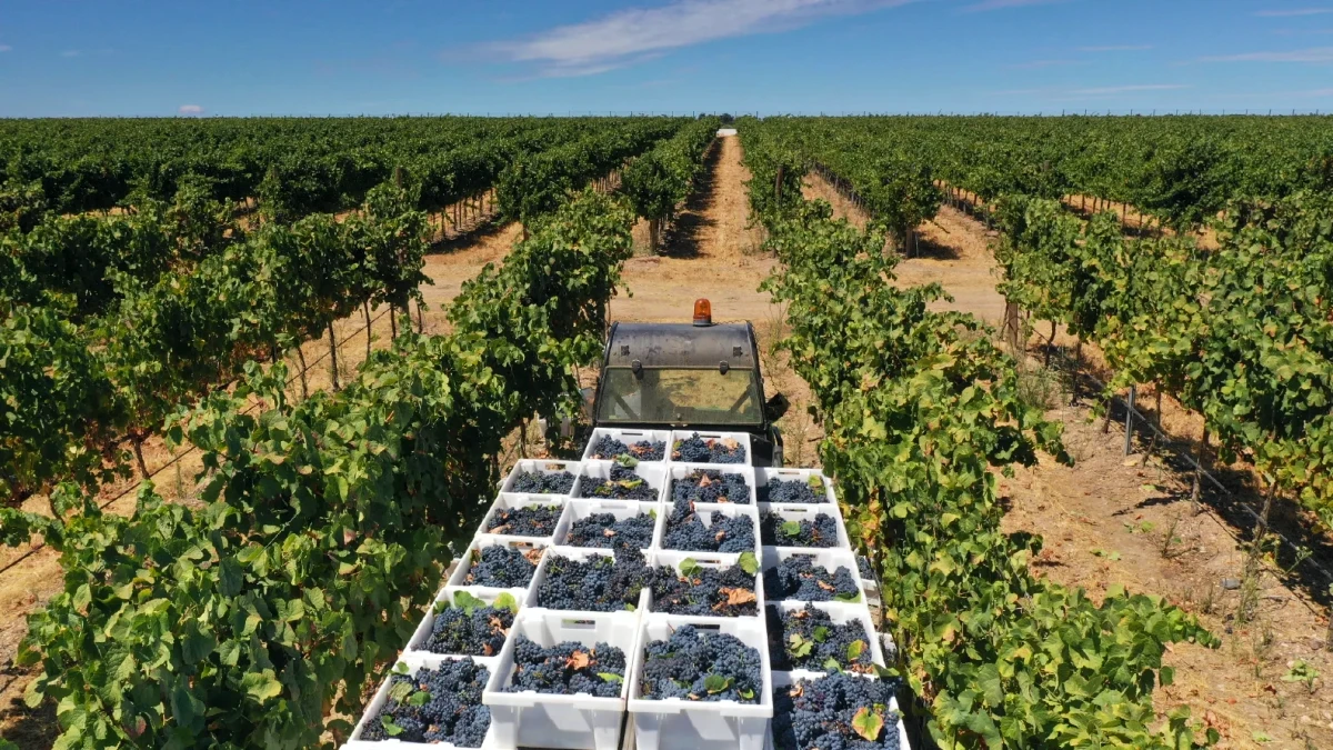 vendages alentejo