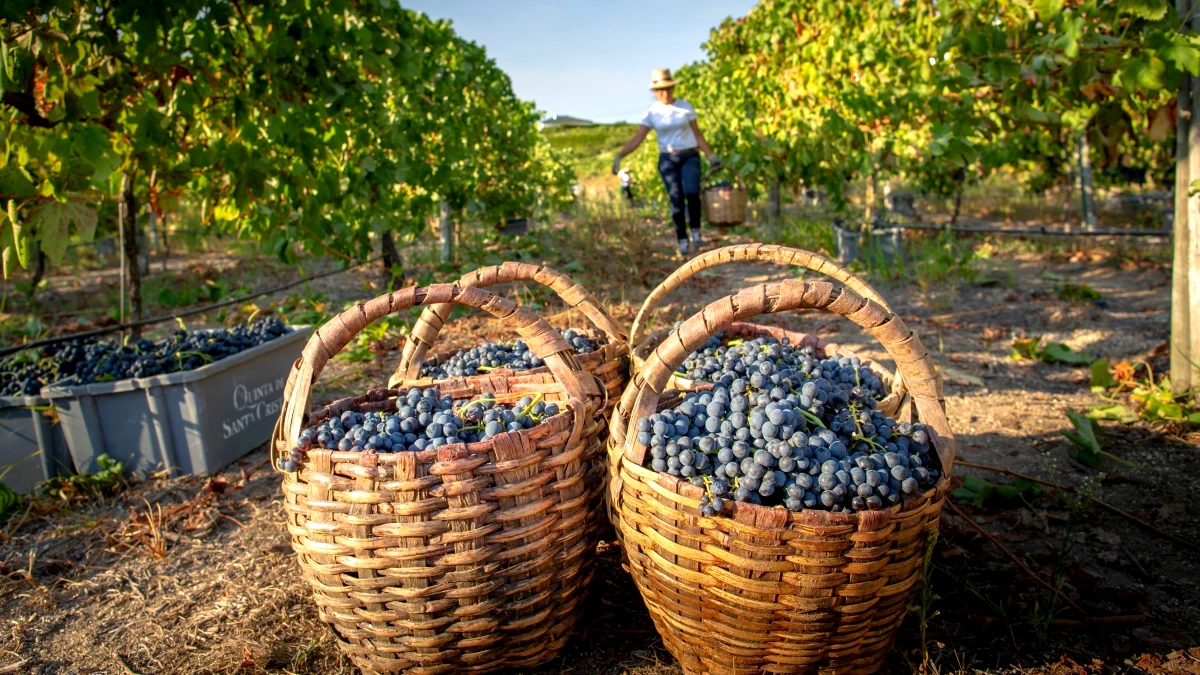 vendanges au portugal