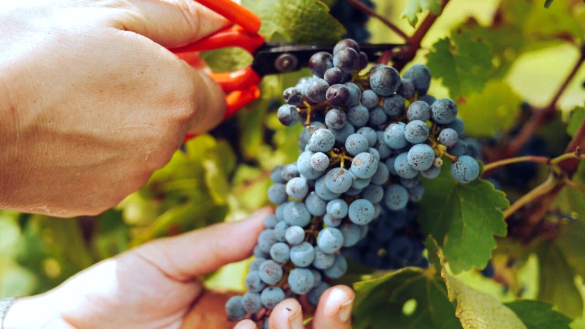 vendanges dao