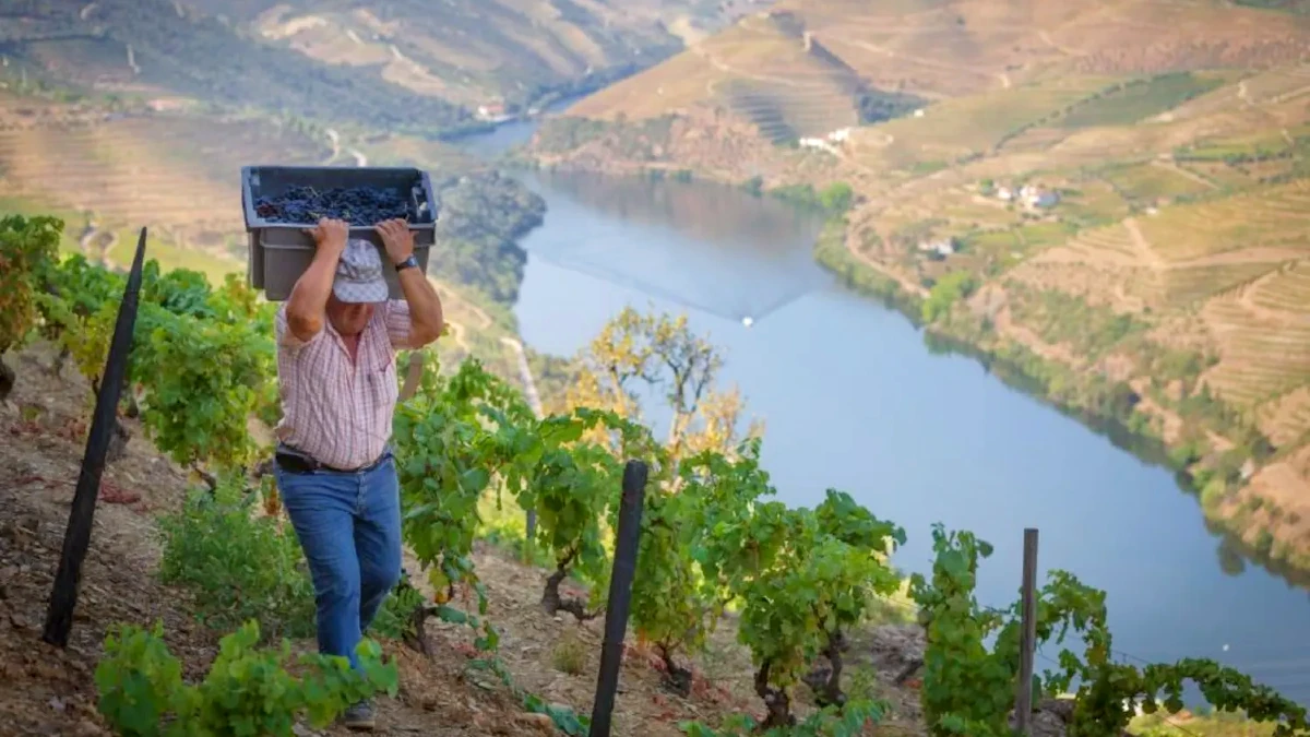 vendanges douro