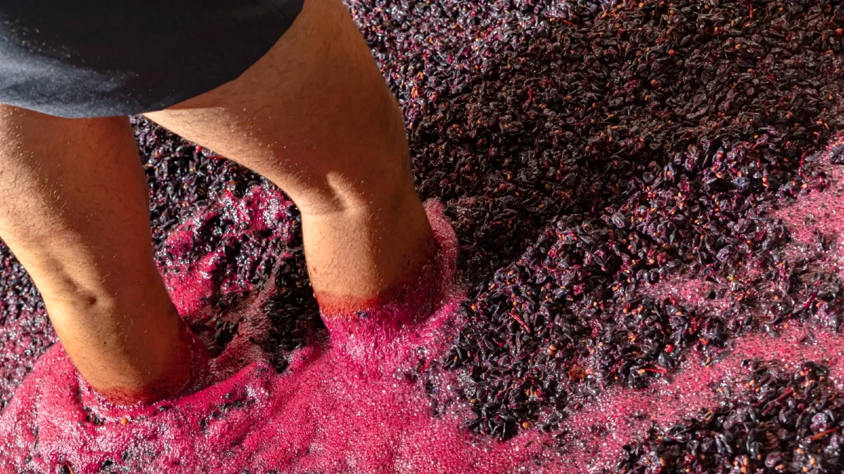 vendanges traditionnelles