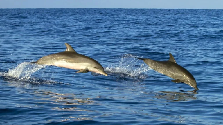 Madeira Ocean 2026