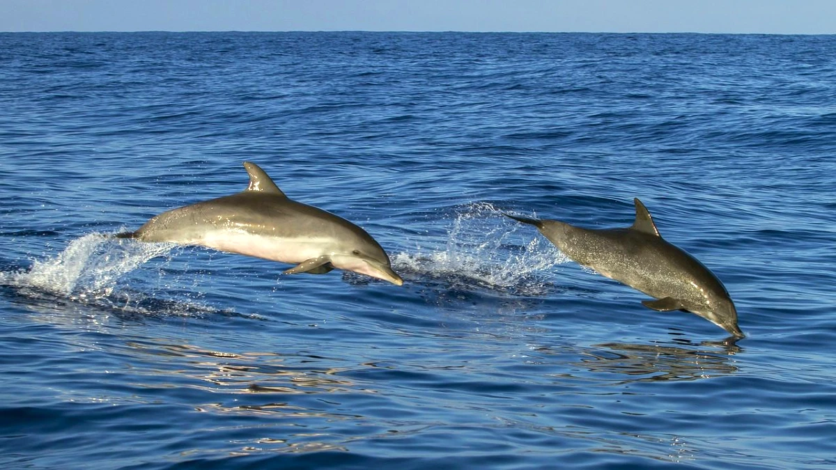 Madeira Ocean 2026