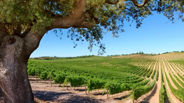 Programa de Sustentabilidade dos Vinhos do Alentejo