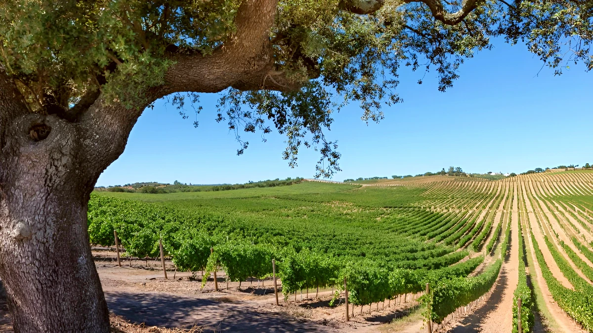 Programa de Sustentabilidade dos Vinhos do Alentejo