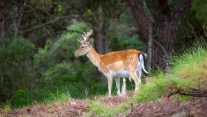 À 40 km de Lisbonne, cette ancienne forêt royale abrite aujourd'hui plus de 370 espèces