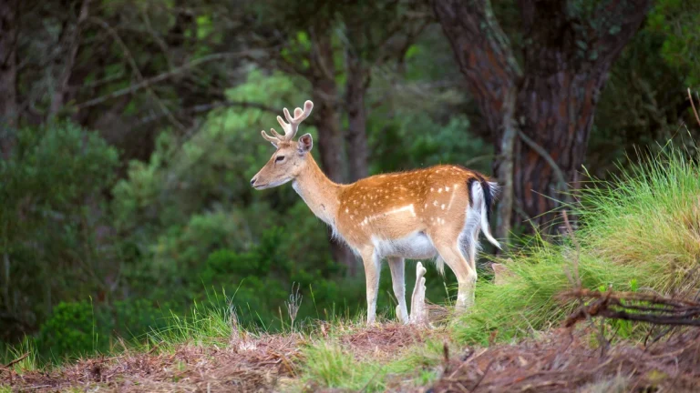 À 40 km de Lisbonne, cette ancienne forêt royale abrite aujourd'hui plus de 370 espèces