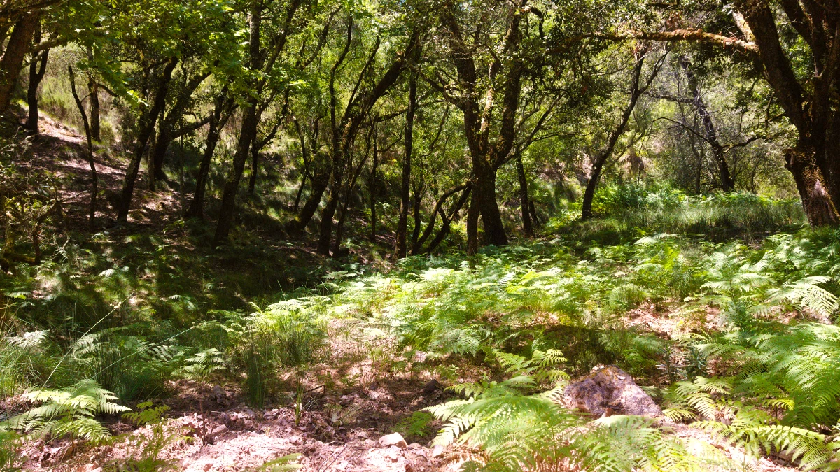 Tapada Nacional de Mafra rando