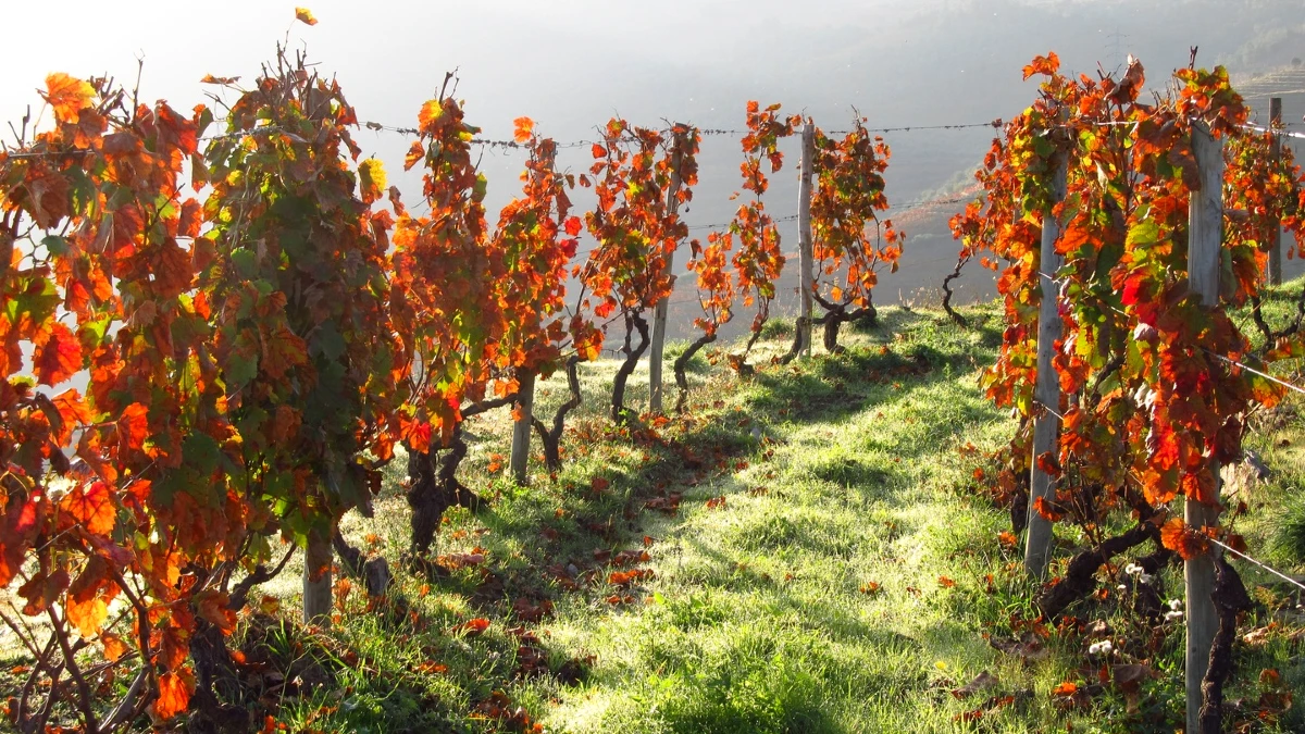 douro octobre