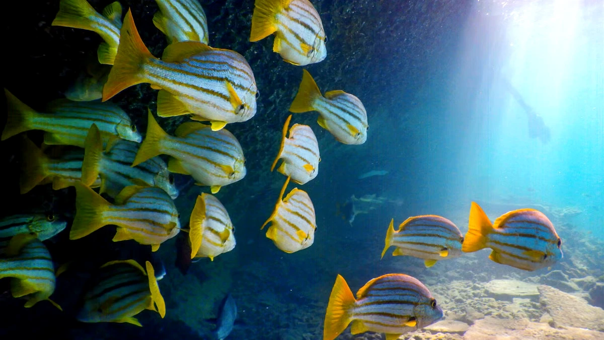 fonds marins portugal