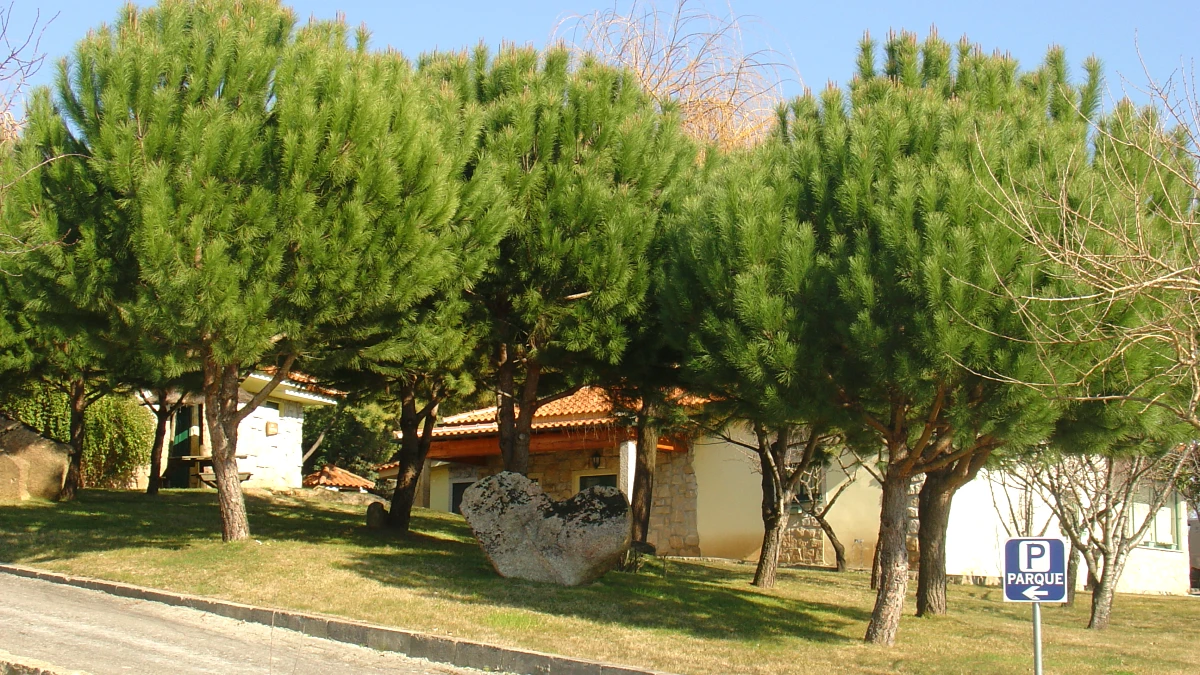 forêt pin algarve
