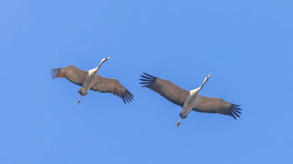 grues cendrées migration
