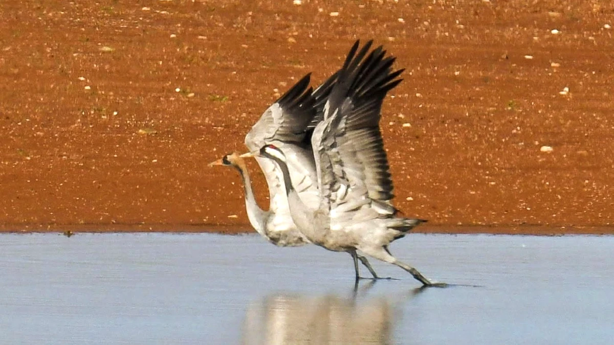 grues