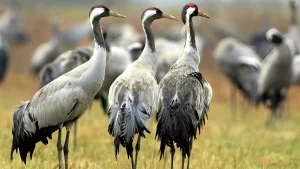 grus grus