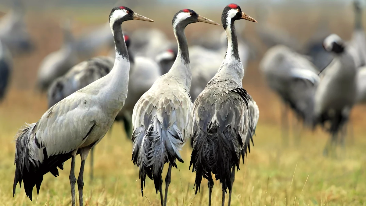grus grus