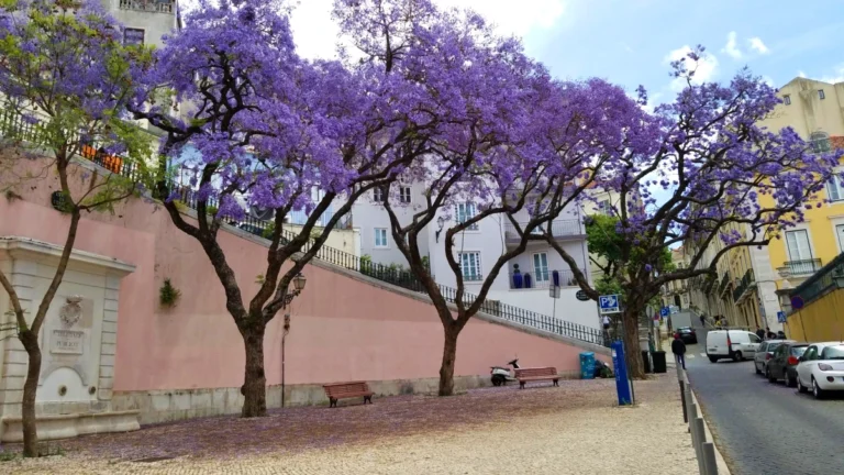 jacaranda portugal