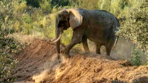 L'éléphante Julie utilise ses défenses pour creuser un monticule de terre au sanctuaire Pangea, au Portugal